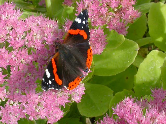 Red Admiral butterfly on Sedum spectabile