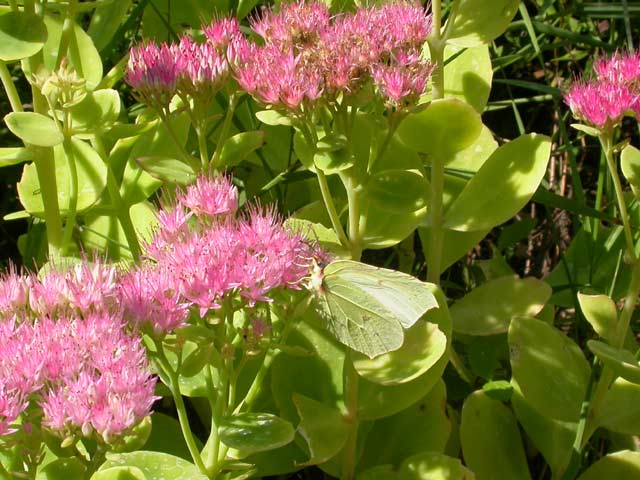 Brimstone butterfly on Sedum spectabile