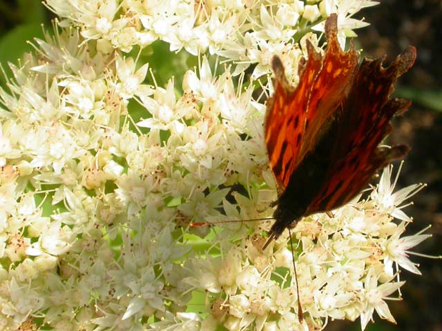 Comma butterfly on Sedum spectabile