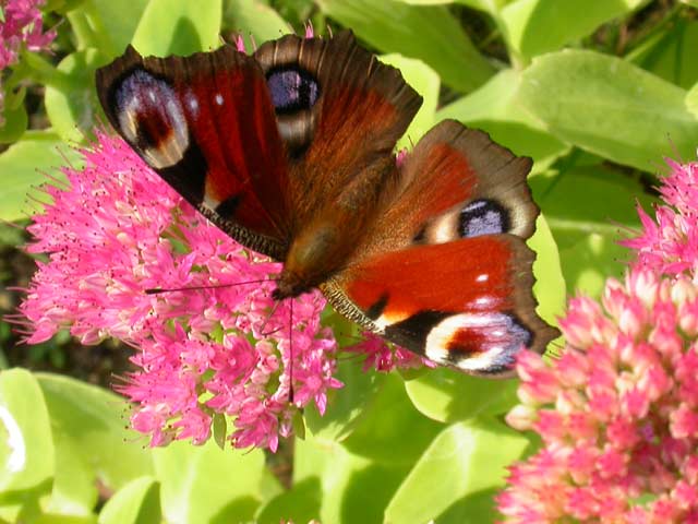 Peacock butterfly on Sedum spectabile