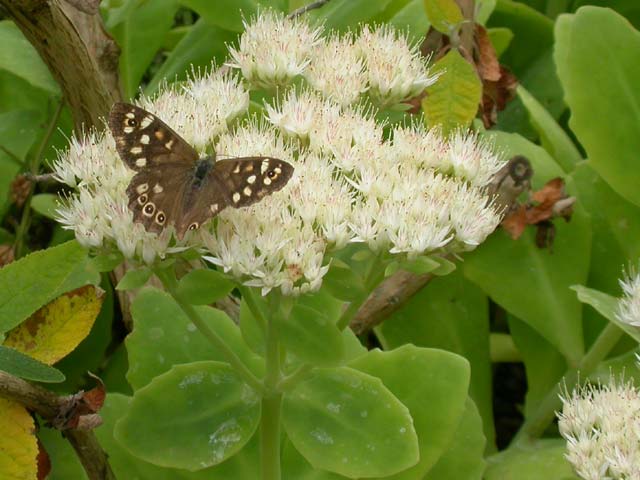 Speckled Wood butterfly on Sedum spectabile