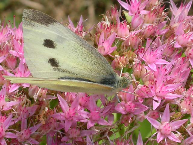 Small White butterfly on Sedum spectabile