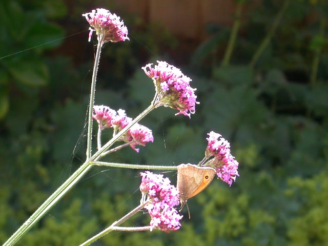 Meadow Brown butterfly on Verbena bonariensis