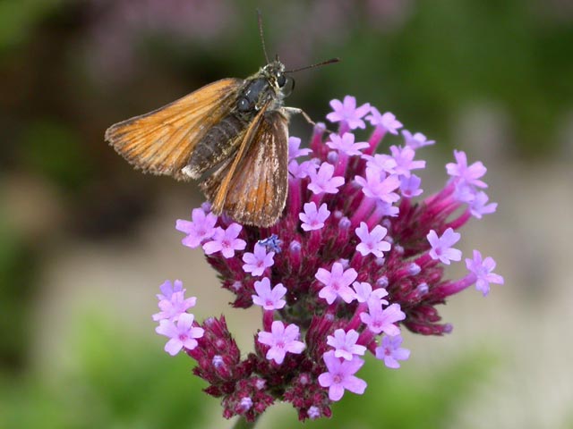 Essex Skipper butterfly on Verbena bonariensis