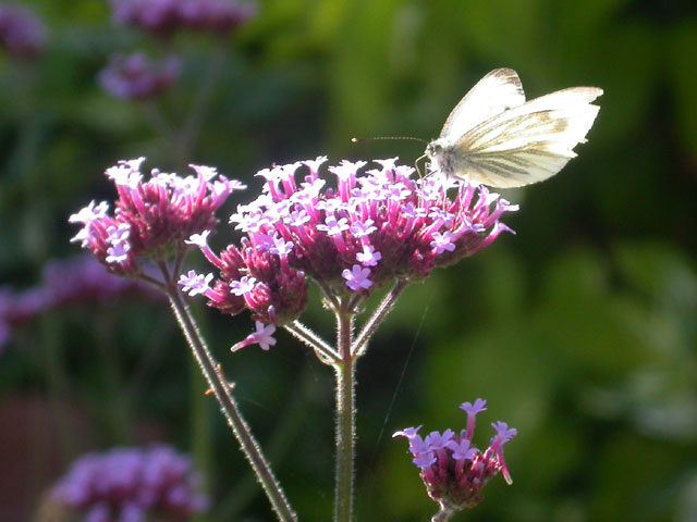 Green-veined White butterfly on Verbena bonariensis