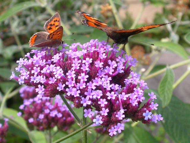 Small Copper and Small Tortoiseshell butterflies on Verbena bonariensis