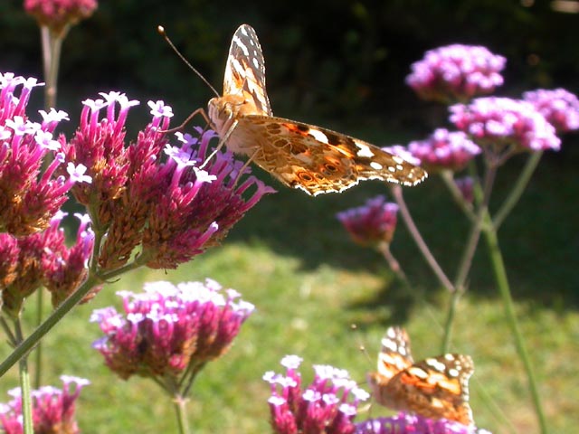 Painted Lady butterfly on Verbena bonariensis