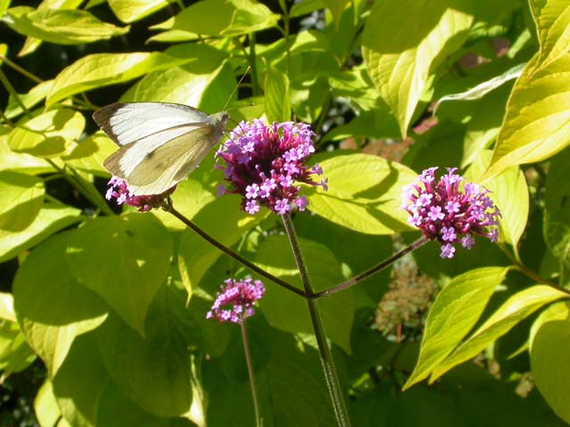 Large White butterfly on Verbena bonariensis