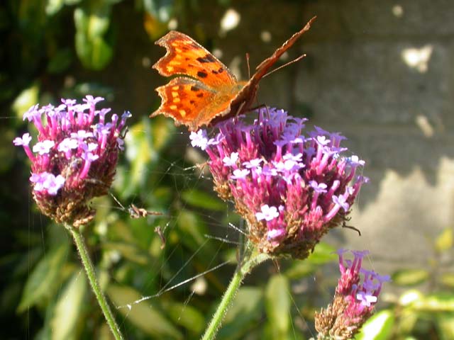 Comma butterfly on Verbena bonariensis