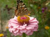 Painted Lady on Zinnia