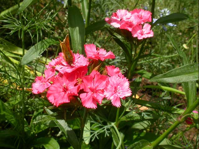 Image of Large Skipper butterfly on Sweet William plant