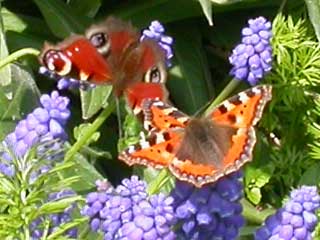 Peacock & 2 Small Tortoiseshells on Muscari