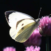Large White on  chives