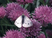Green-veined White on Chives