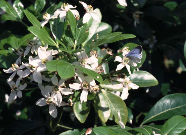 Holly Blue butterfly on Choisya ternata