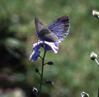 Holly Blue butterfly on Forget-me-not