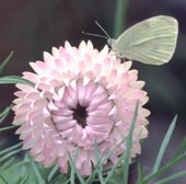 Small White