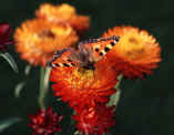 Small Tortoisehsell on Helichrysum