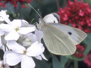 Large White butterfly on Hesperis matronalis