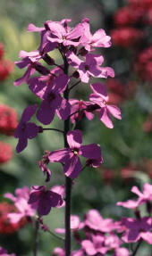 mauve flowers of Hesperis matronalis