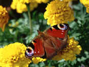 Peacock on double-flowered French Marigolds