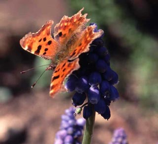 Comma on Muscari