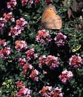 Meadow Brown on Thyme