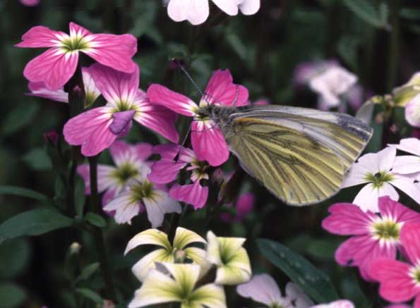 Green-veined White on Viriginian Stock